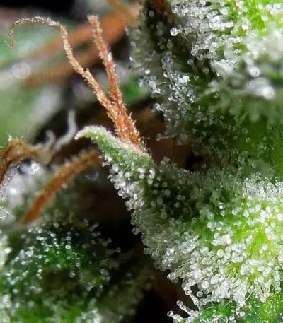 Zamaldelica (Ace Seeds) Cannabis-Samen