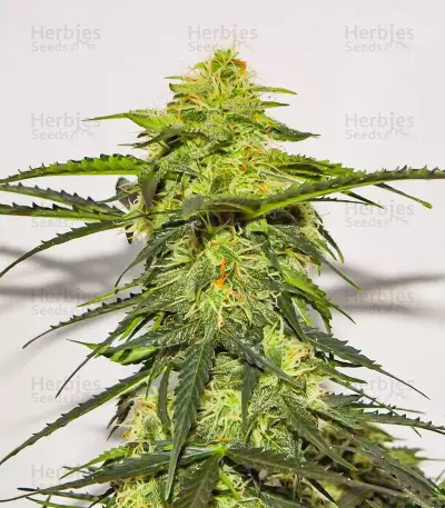 Acid Rain Autoflower feminisierte Samen (EGS)