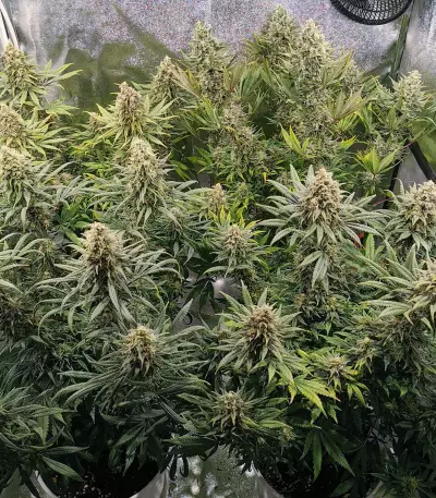 Amnesia Lemon Kush (Original Sensible Seeds) Cannabis-Samen