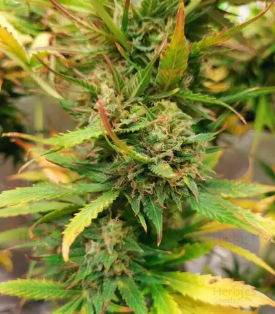 Blue Tease Auto (Dr. Krippling Seeds) Cannabis-Samen