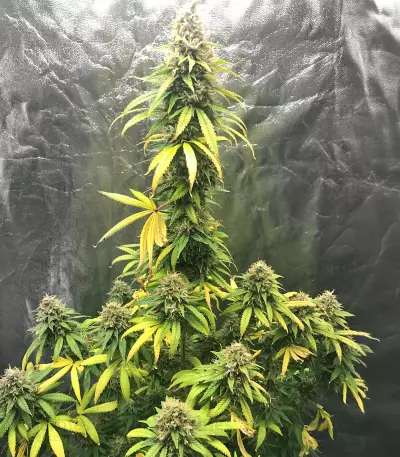 Critical Automatic (BlimBurn Seeds)
