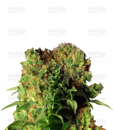 Dutch Dragon (Paradise Seeds) Cannabis-Samen
