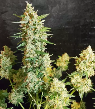 Extreme Impact Auto (Heavyweight Seeds) Cannabis-Samen