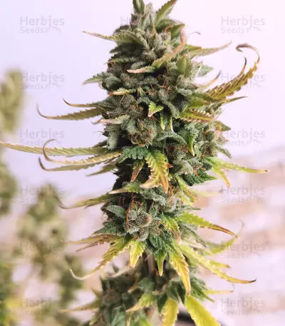 Girl Scout Cookies Autoflower (Seedstockers) Cannabis-Samen