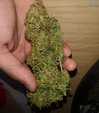Glue Gelato Auto (Barney's Farm) Cannabis-Samen