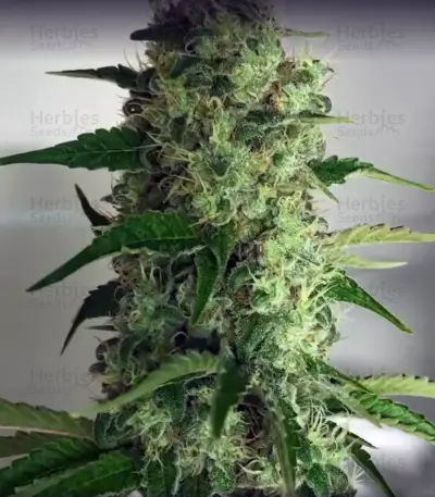 God's Glue (Ministry Of Cannabis) Cannabis-Samen
