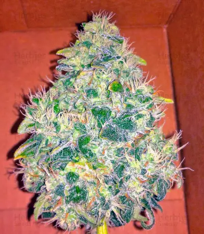 Jack Herer (GHS) Cannabis-Samen