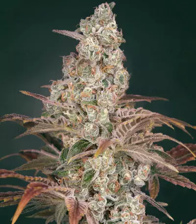 Jack’s Dream Samen feminisiert (Green House Seeds)