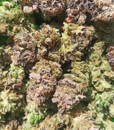 Lord Kush feminisierte Samen (Delicious Seeds)