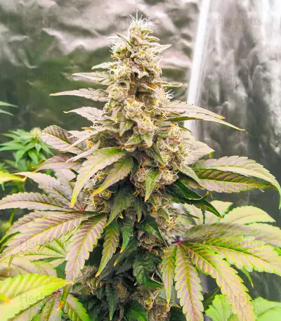 Lord Kush Early Version feminisierte Samen (Delicious Seeds)
