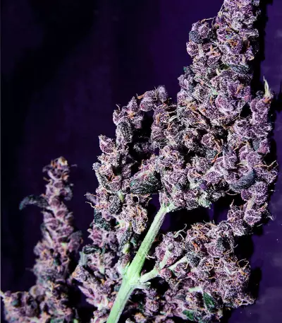LSD-25 Auto feminisierte Samen