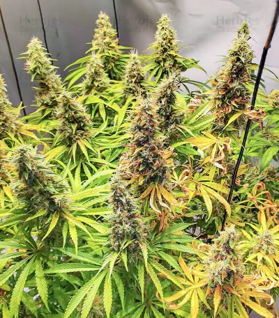 Mandarin Thuggee feminisierte Samen (AlphaFem Seeds)