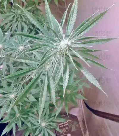 NL5 Haze Mist (GHS) Cannabis-Samen