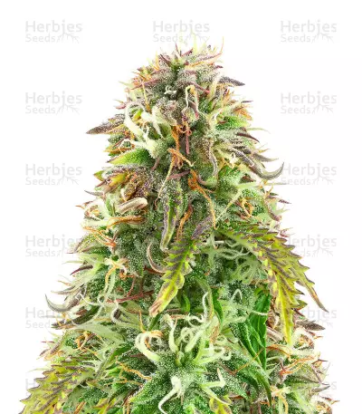 Classic Auto Mix feminisierte Samen (Herbies Seeds)