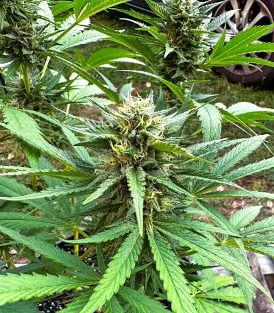 Purple Lemonade Fast Flowering feminisierte Samen (Fast Buds)