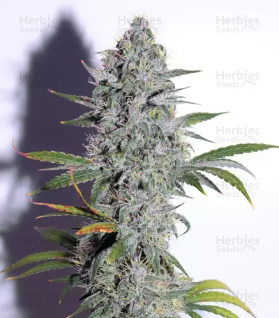 Quick Gorilla (Dinafem Seeds) Cannabis-Samen
