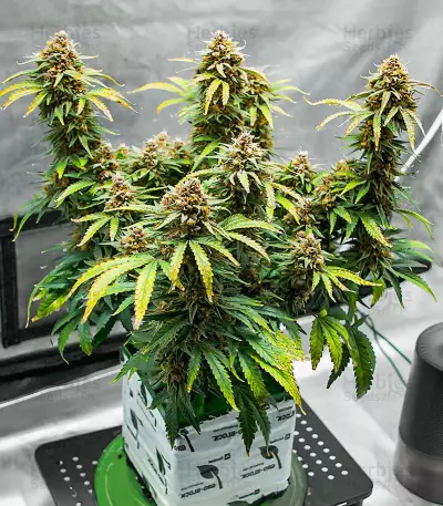 Runtz Autoflower feminisierte Samen (EGS)