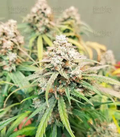 Skywalker OG Auto Samen feminisiert (Barney's Farm)