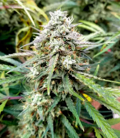 Skywalker OG Auto Samen feminisiert (Barney's Farm)