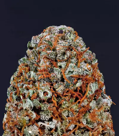 Sour Diesel x OG Kush feminisierte Samen (Seedkeepers)