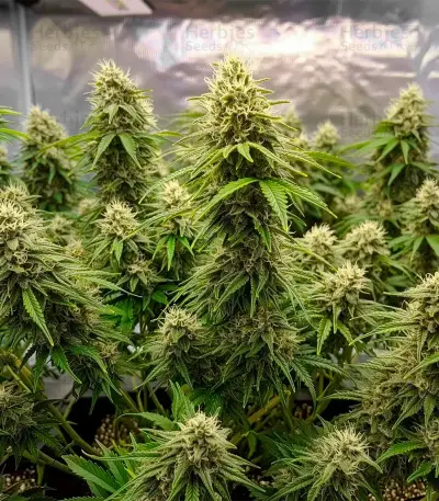 Auto Speed Haze (Blackskull Seeds) Cannabis-Samen