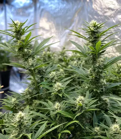 Blue Cheese (Expert Seeds) Cannabis-Samen