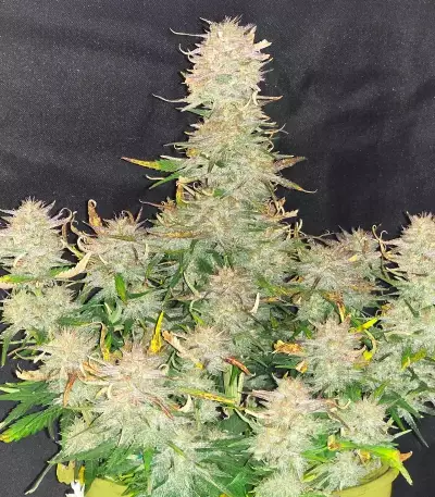 Chemdog Fast Version feminisierte Samen (Seedkeepers)