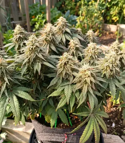 Colorene Kush (Cali Connection Seeds)
