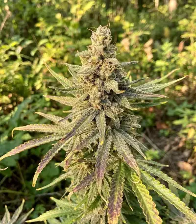 Crop Doctor CBD (Cream of the Crop Seeds)