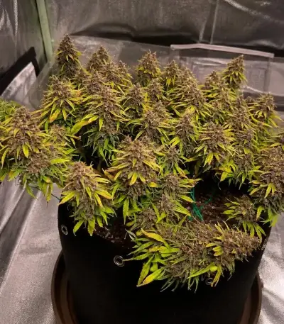 Durban Poison (Barney's Farm)