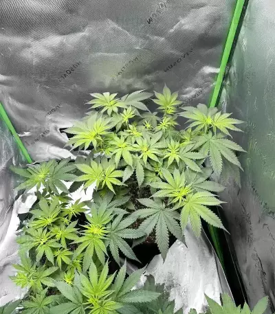 Florida Sunrise Autoflower feminisierte Samen (Seedkeepers)