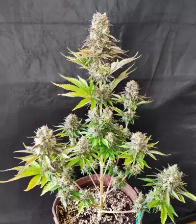 Ghost Train Power feminisierte Samen (Original Sensible Seeds)