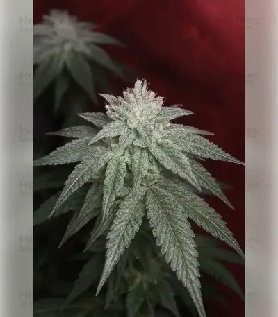 Granddaddy Purple (Royal Queen Seeds)