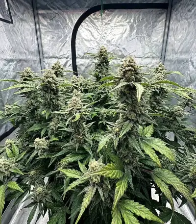 Hybrid X (Cream of the Crop Seeds) Cannabis-Samen