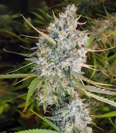 Malawi (Ace Seeds) Cannabis-Samen
