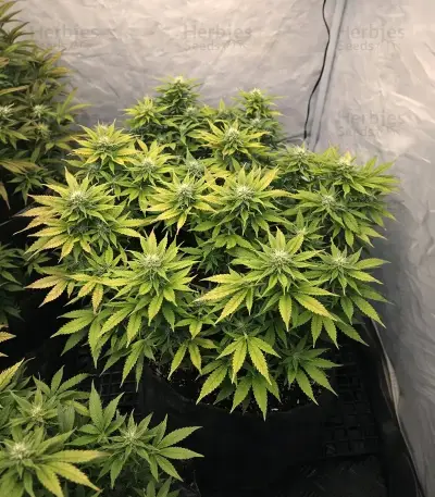 Mandarin Cookies (00 Seeds)