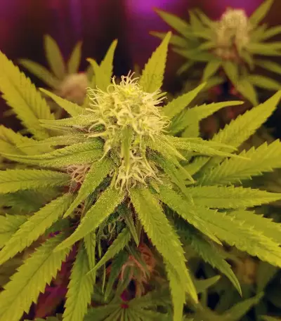 Monkey GG#4 Original Glue (Growers Choice) Cannabis-Samen