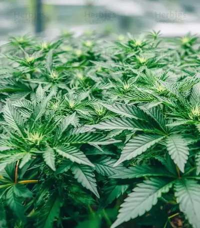 Northern Flame (Secret Valley Seeds) Cannabis-Samen