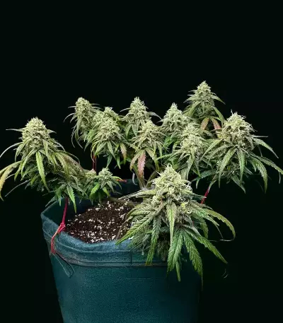 Pound Cake Auto feminisierte Samen (Fast Buds)