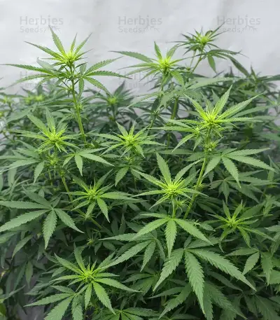 Psychotropic Mass (Critical Mass Collective Seeds) Cannabis-Samen