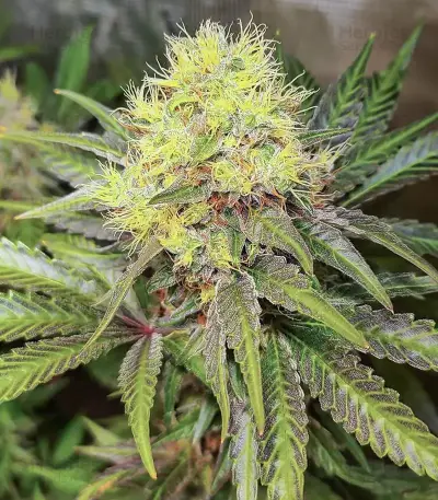 Section 781 (Blimburn x Herbies)