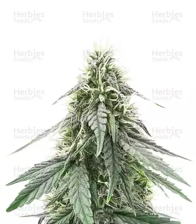 Sour Apple Autoflower feminisierte Samen (Humboldt Seed Company)