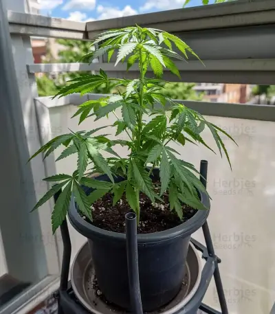 Stress Killer Automatic CBD (RQS) Cannabis-Samen