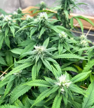 The Upsetter feminisierte Samen (Humboldt Seed Company)