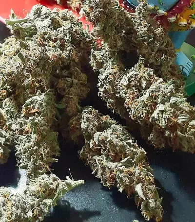 Tropicanna Poison F1 Fast Version feminisiertes Saatgut (Sweet Seeds)