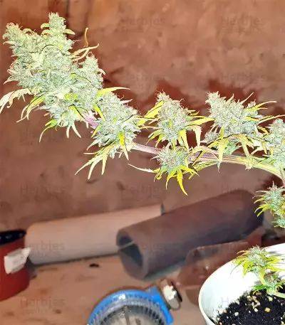 White Widow (Seedstockers) Cannabis-Samen