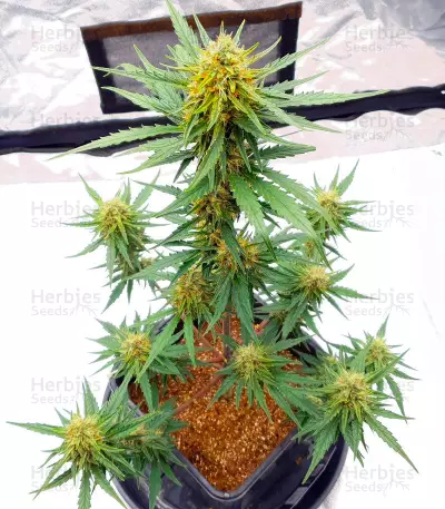 Ztrawberriez Auto feminisierte Samen (Fast Buds)