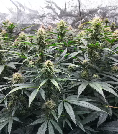 Northern Lights 10 of 10 feminisierte Samen (Seedkeepers)