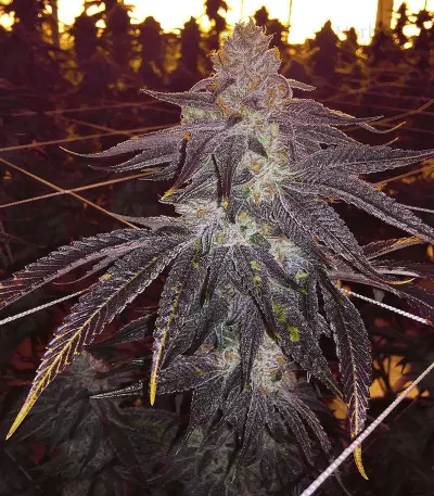501st OG Regular (Rare Dankness Seeds) Cannabis-Samen
