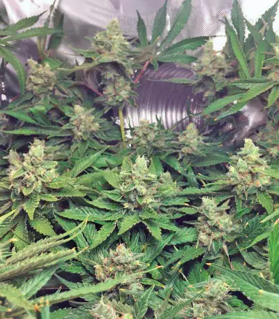 Lemon Skunk (GHS) Cannabis-Samen